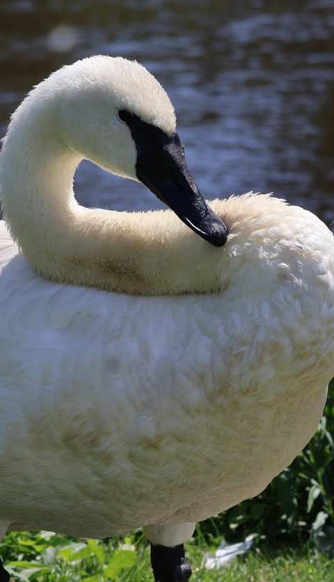 Ripley Waterfowl Conservancy — photo 3