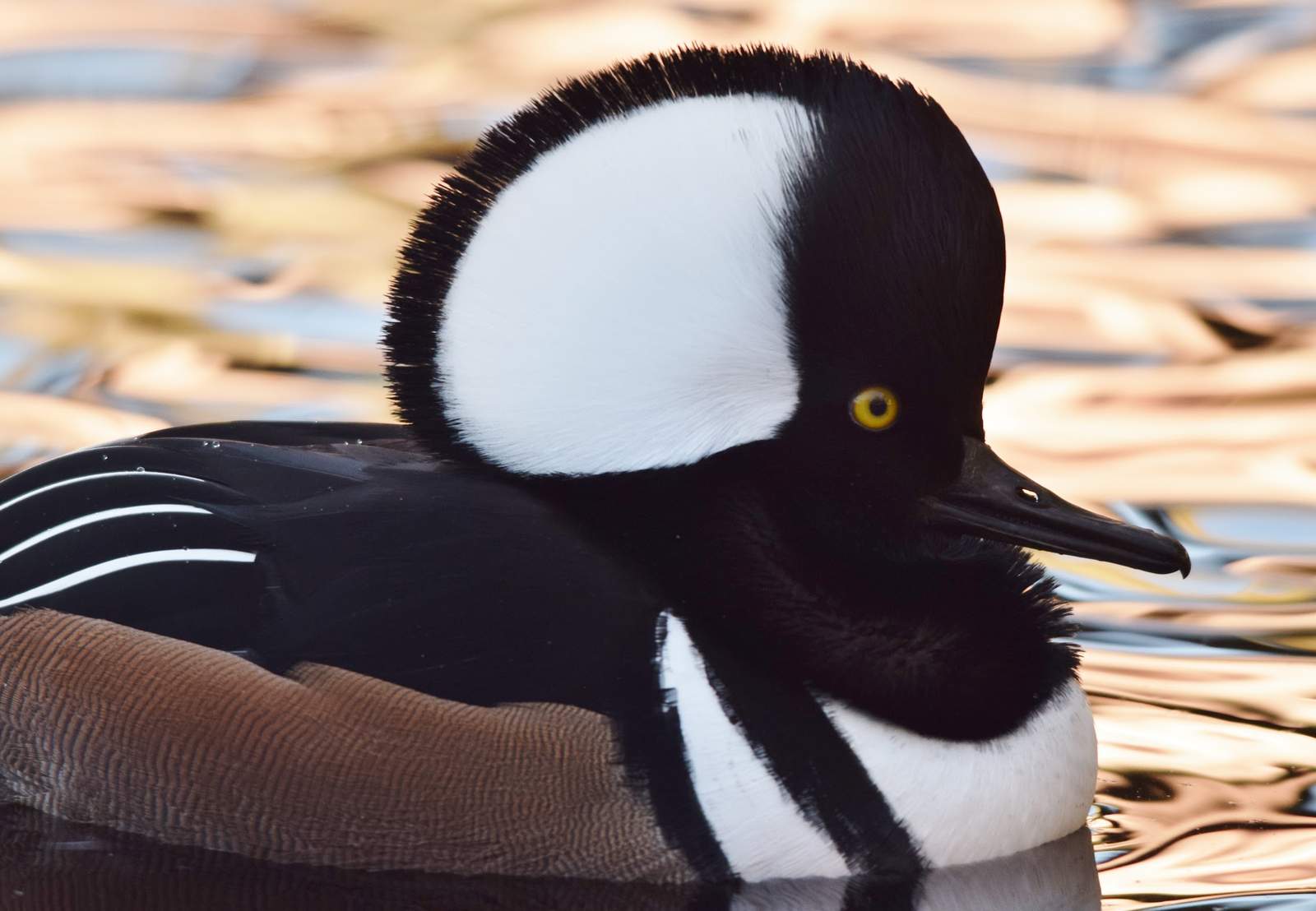 Ripley Waterfowl Conservancy — photo 1