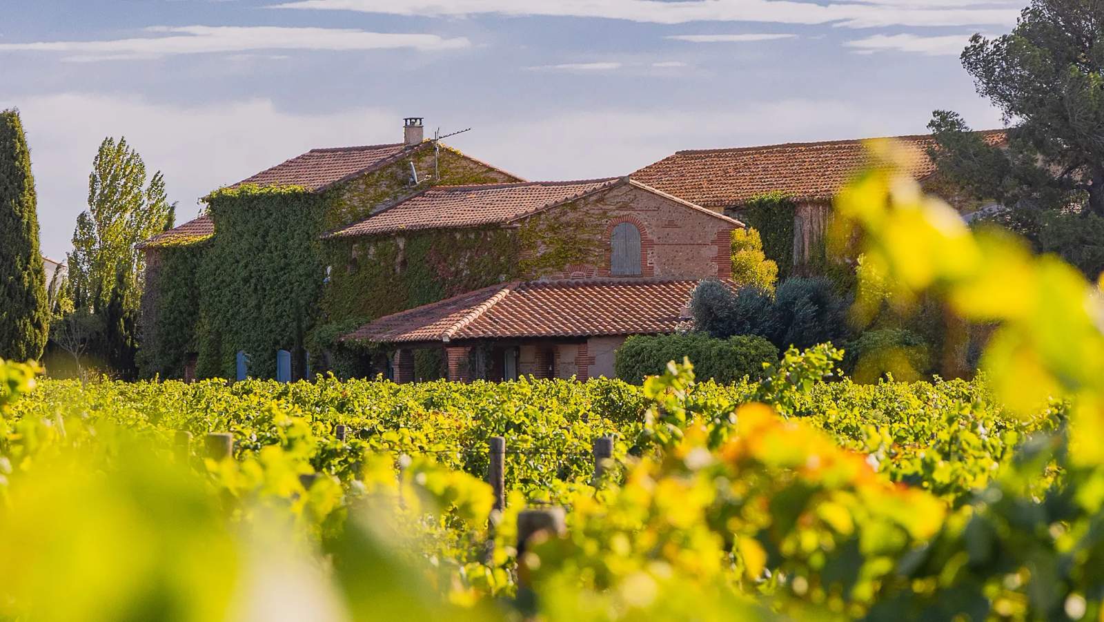 Domaine Viticole à Canet en Roussillon- Mas Baux — photo 1