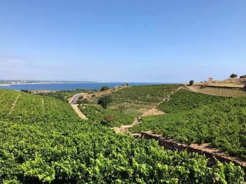 Domaine La Tour Vieille — photo 2
