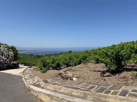 Domaine La Tour Vieille — photo 3