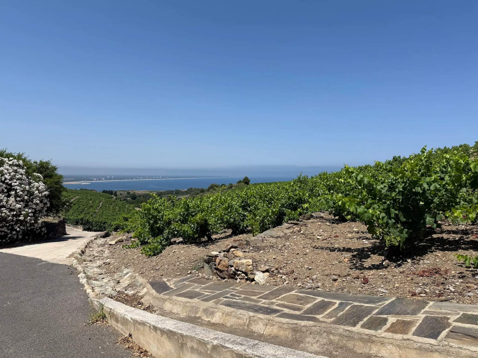 Domaine La Tour Vieille — photo 3