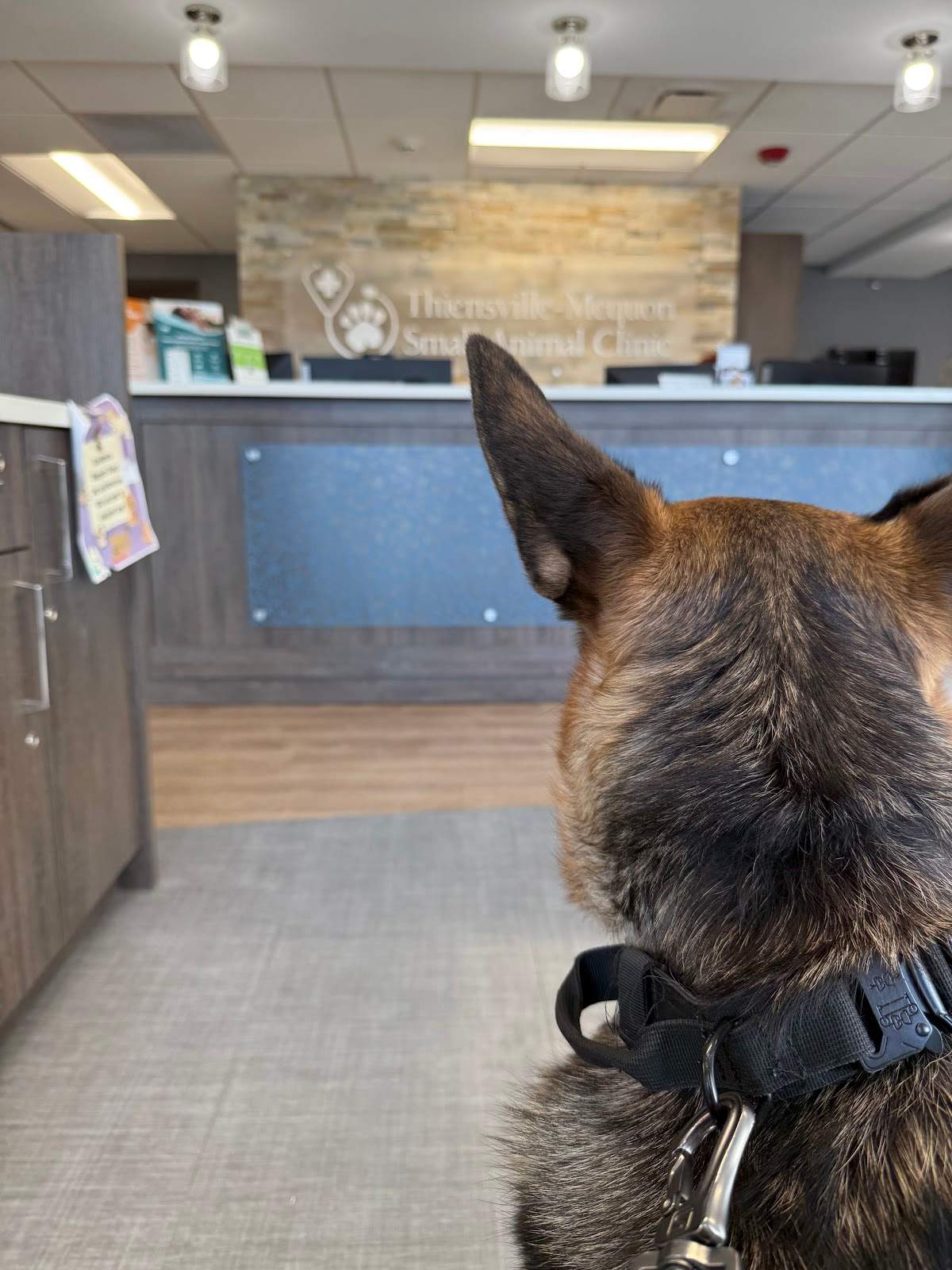 Thiensville-Mequon Small Animal Clinic — photo 3