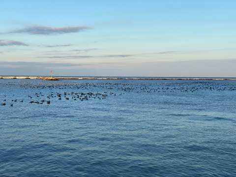 Port Washington Avian Sanctuary — photo 4