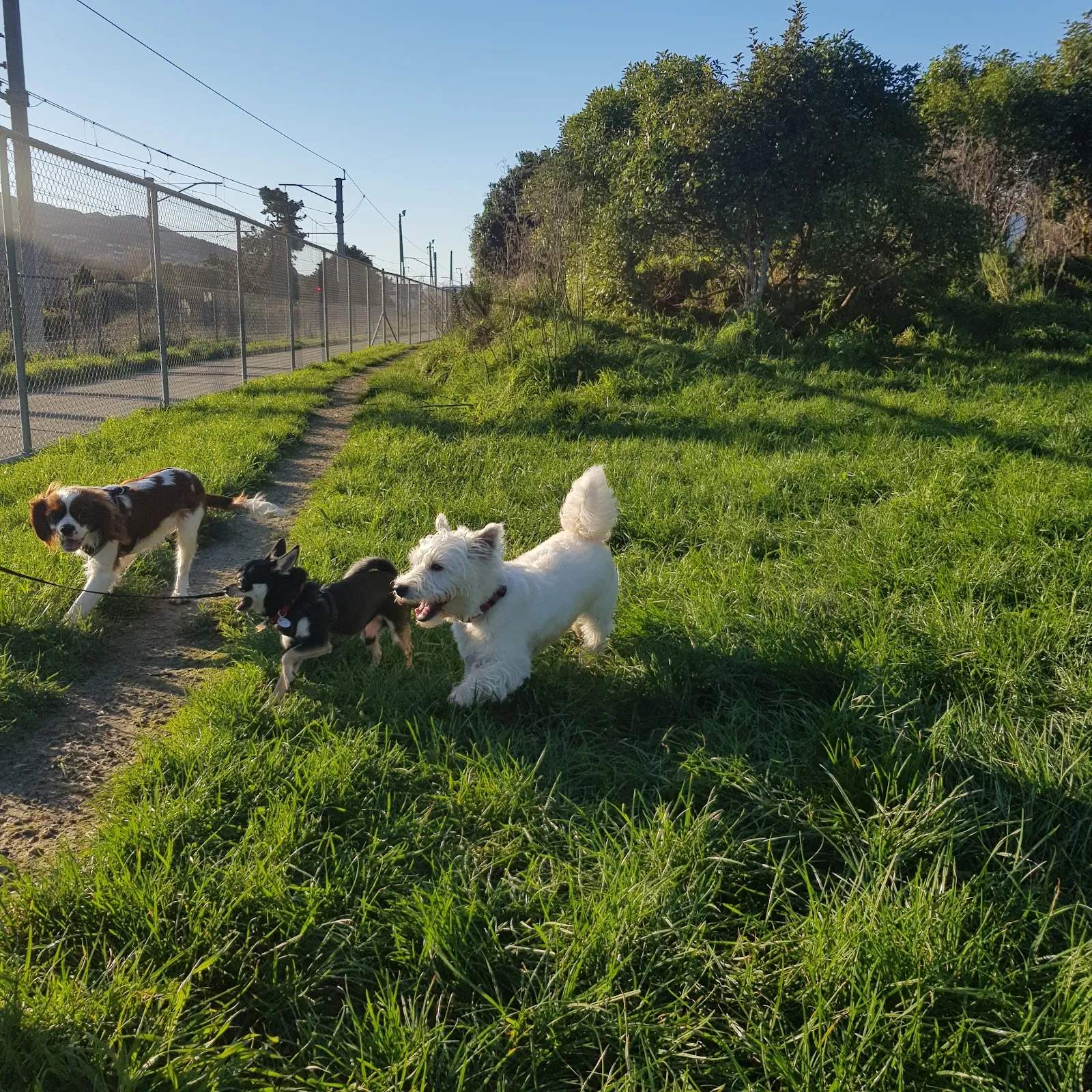 Woof Woof Ruff — photo 1
