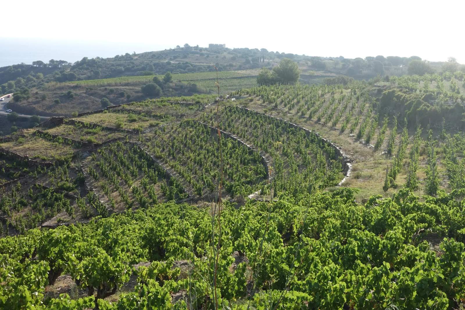 Domaine Manya Puig Valentin — photo 1