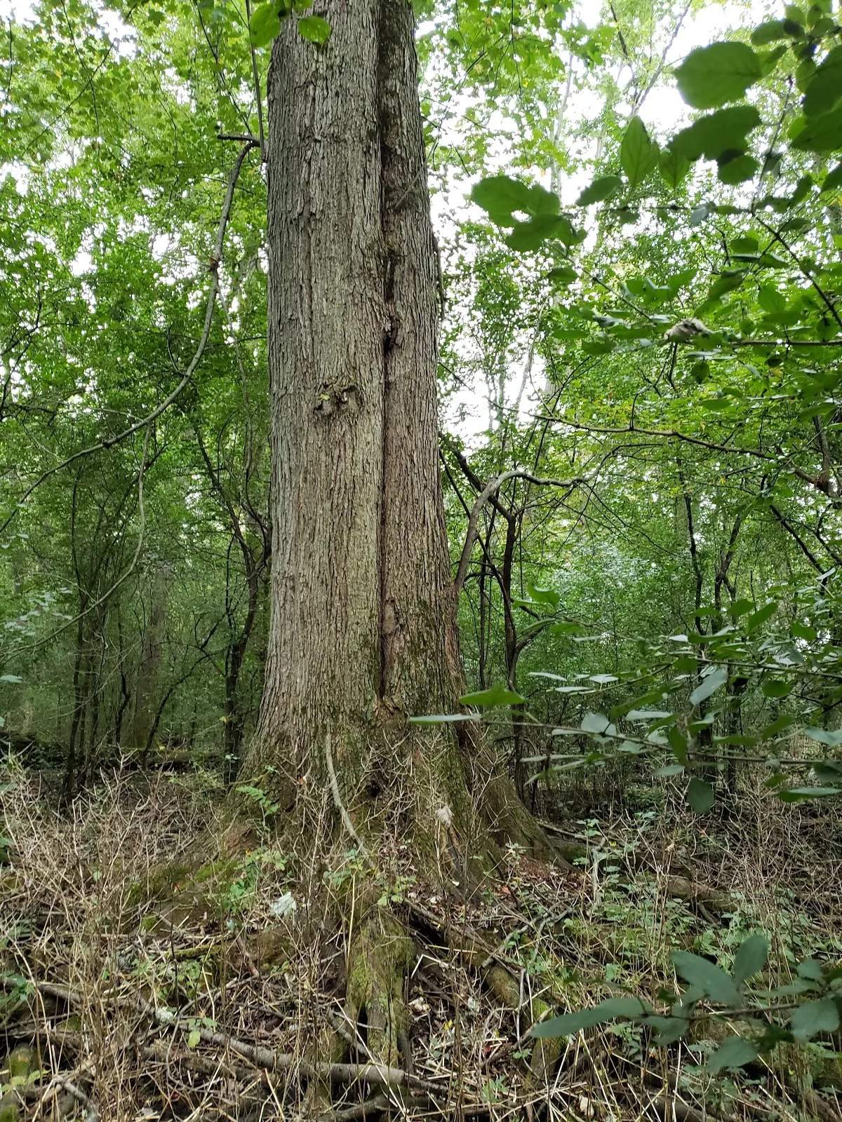 Little Menomonee Nature Preserve — photo 1