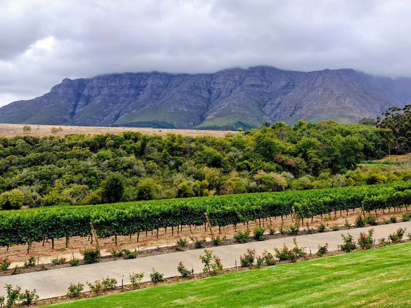 Rust en Vrede Wine Estate — photo 5