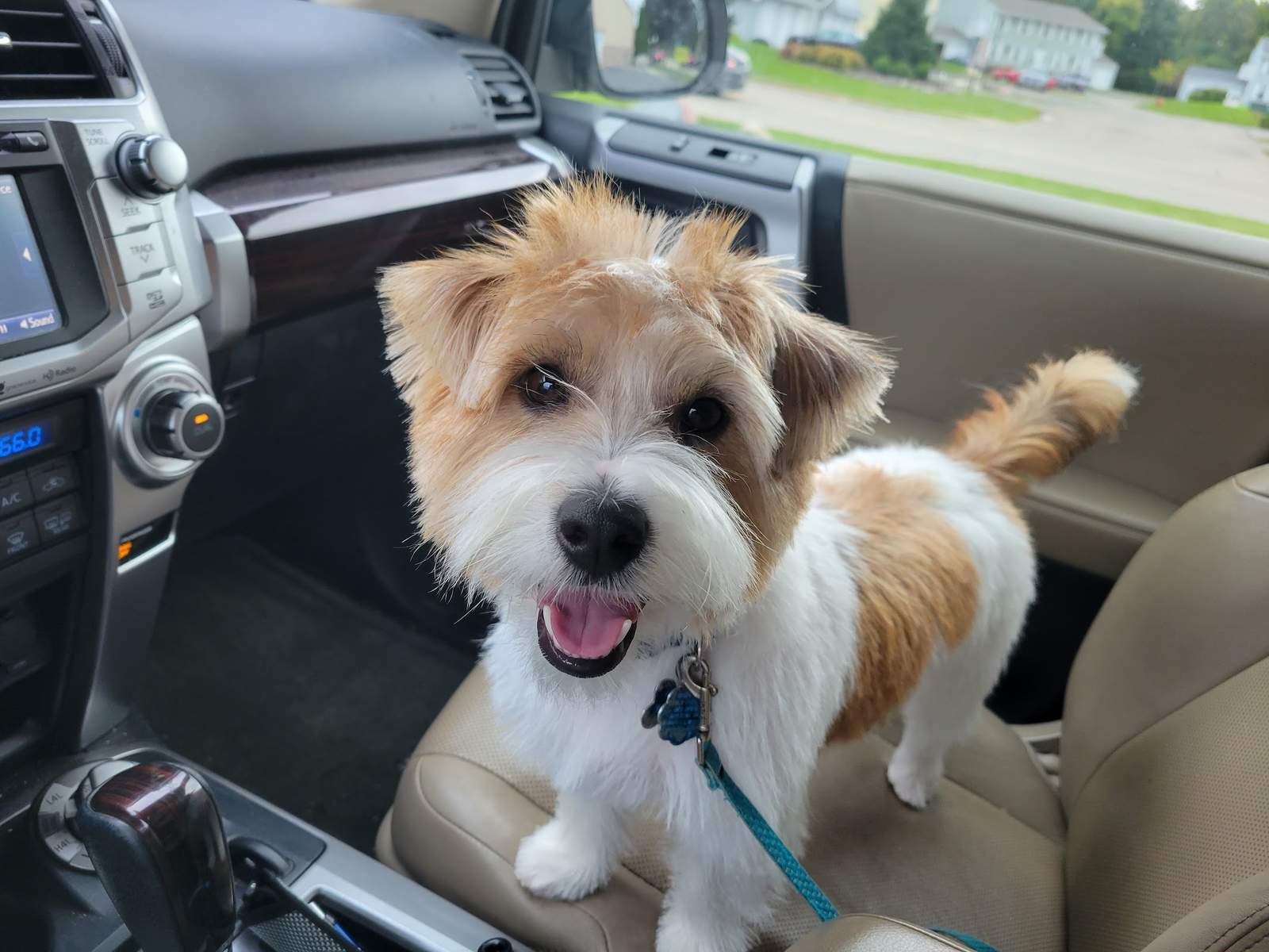 Jenna'Furs Dog Grooming — photo 3