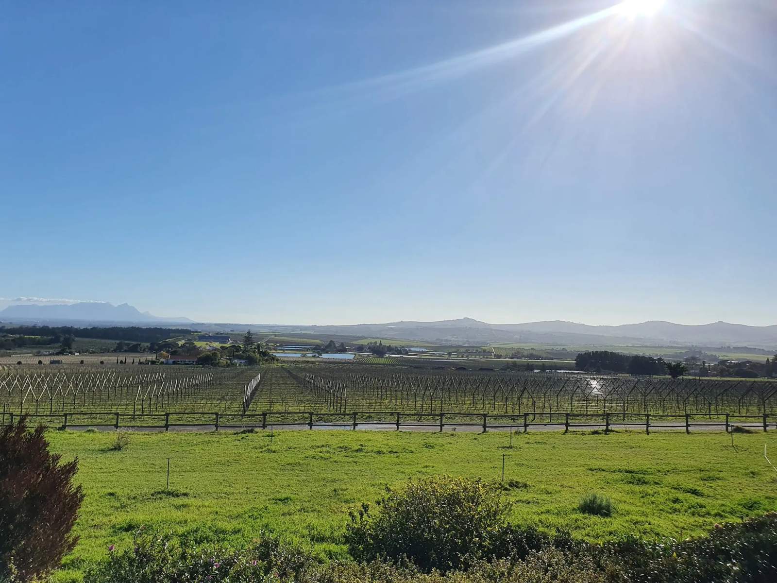 Longridge Wine Estate — photo 3