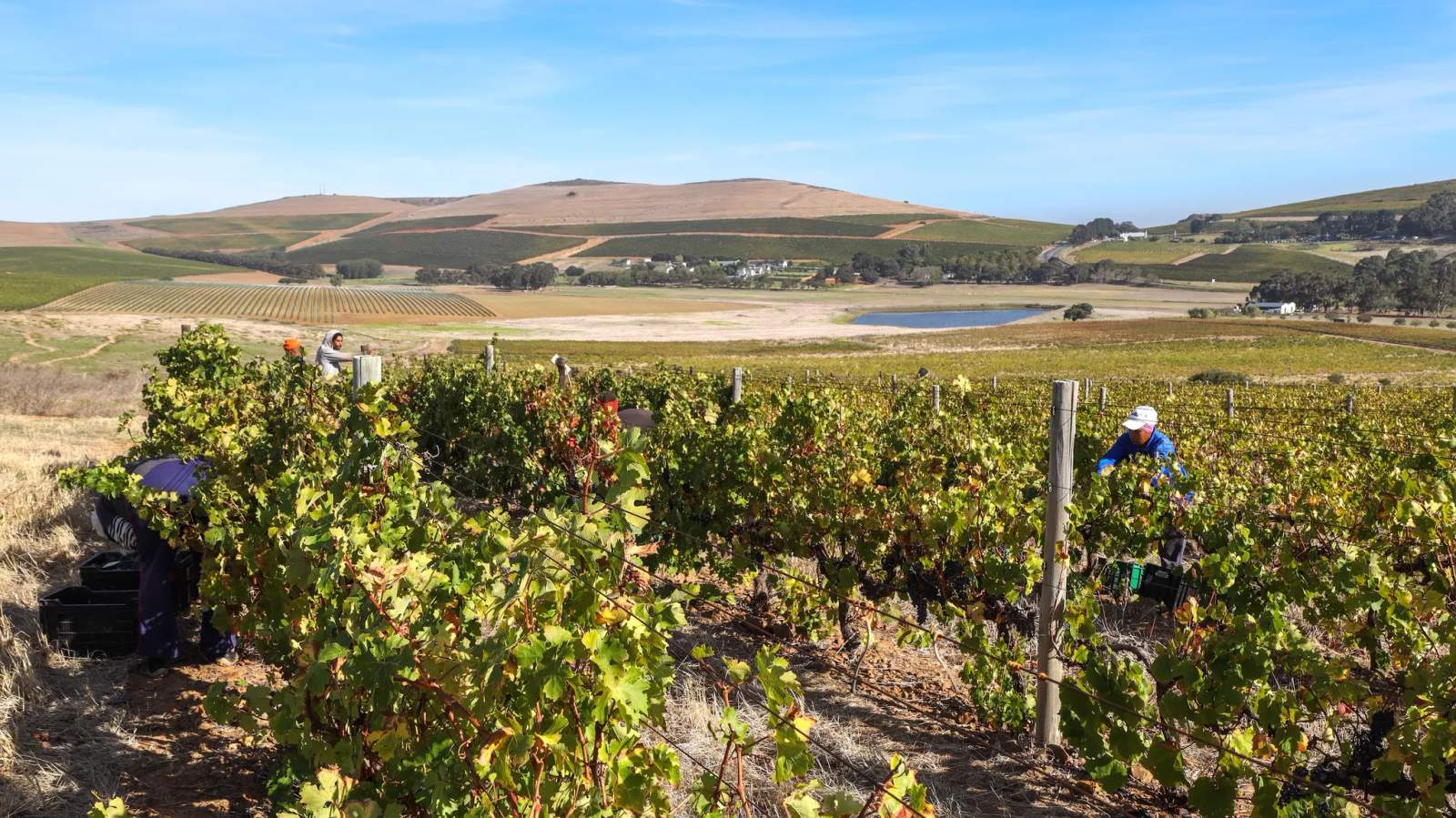 Bloemendal Wine Estate — photo 1