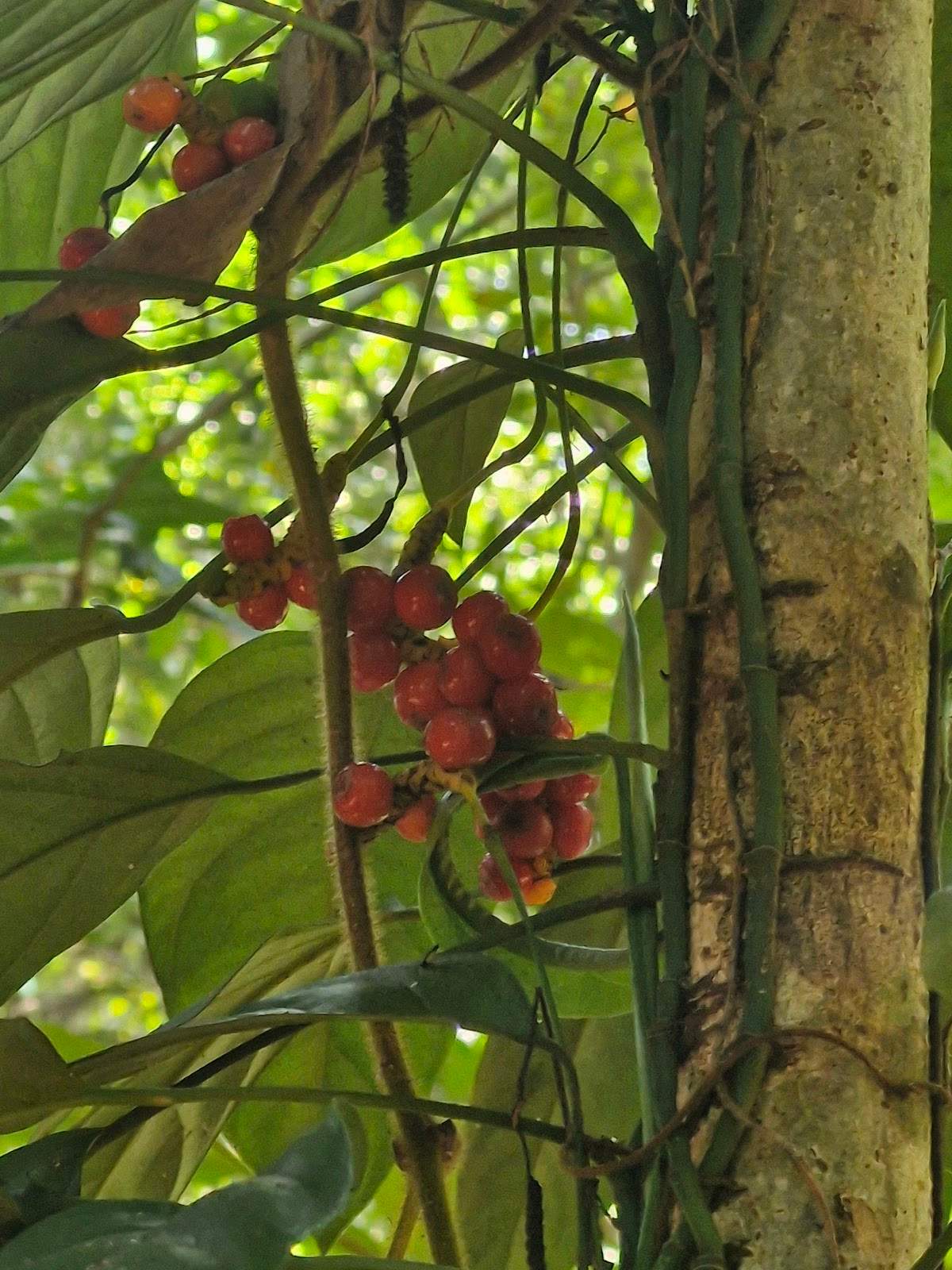 Sai Yai - Big Chai Tree — photo 4