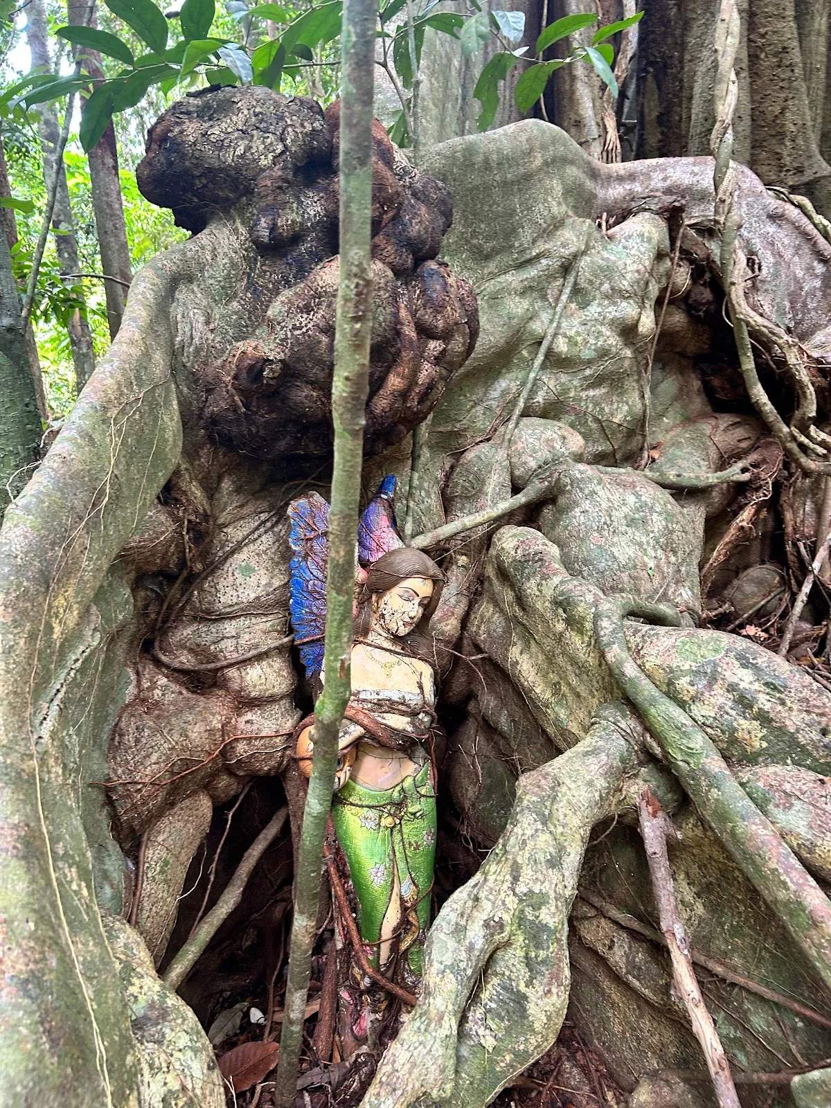 Sai Yai - Big Chai Tree — photo 2