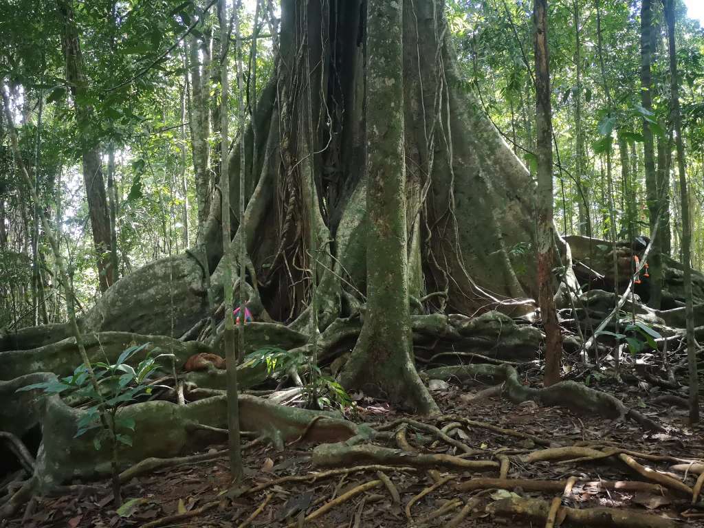 Sai Yai - Big Chai Tree