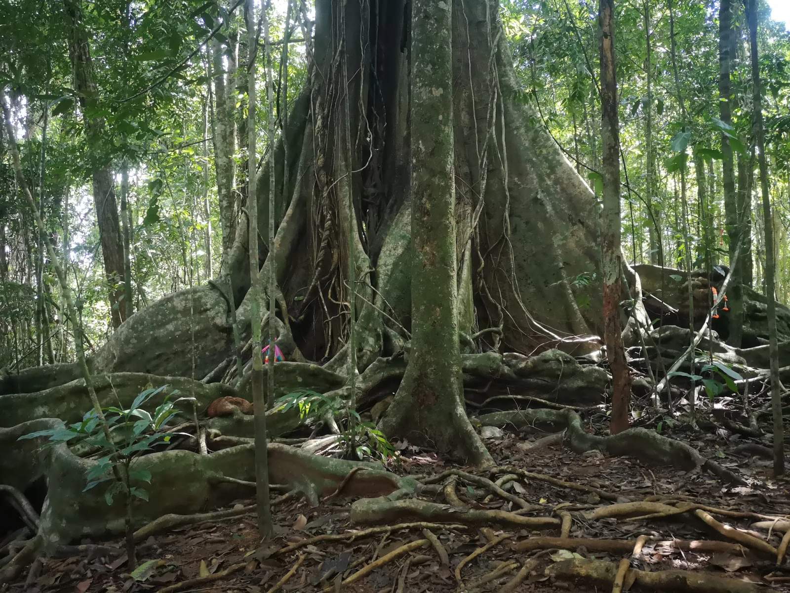 Sai Yai - Big Chai Tree — photo 1