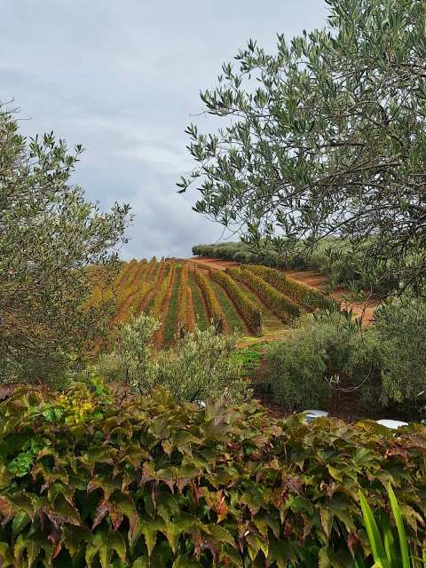 Tokara Delicatessen — photo 4