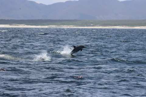 Cape Town Day Tours — photo 3