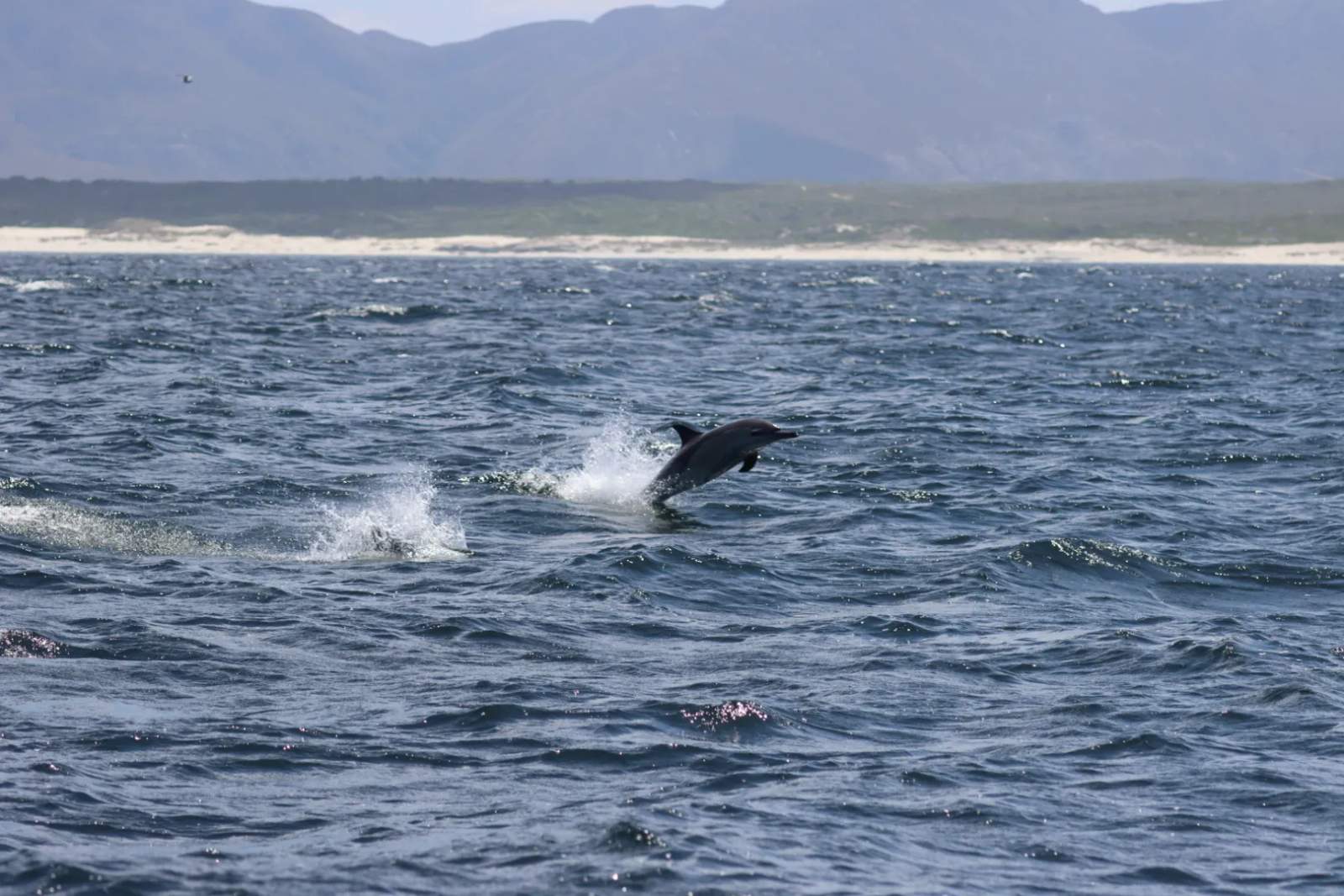 Cape Town Day Tours — photo 3