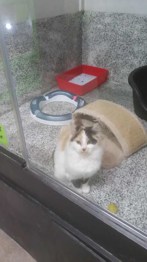 Masterton Pet Shop — photo 3