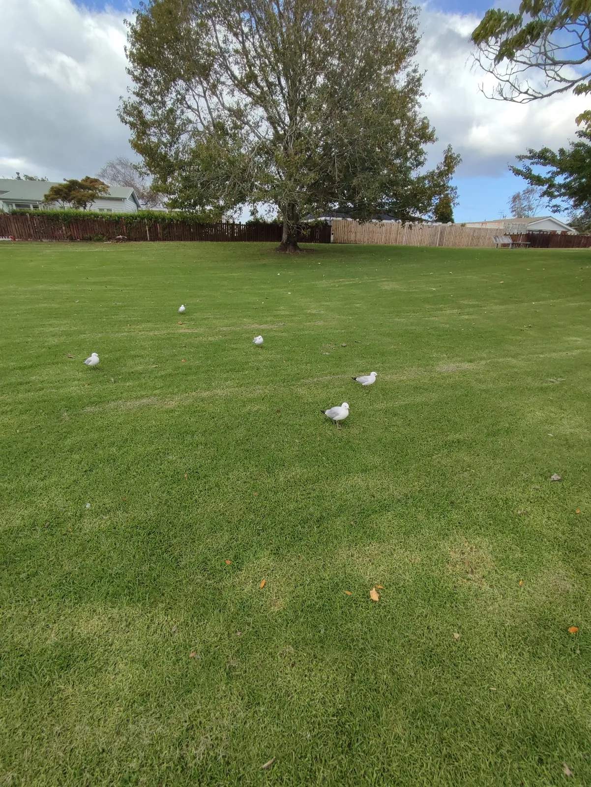 Diggelmann Park — photo 3
