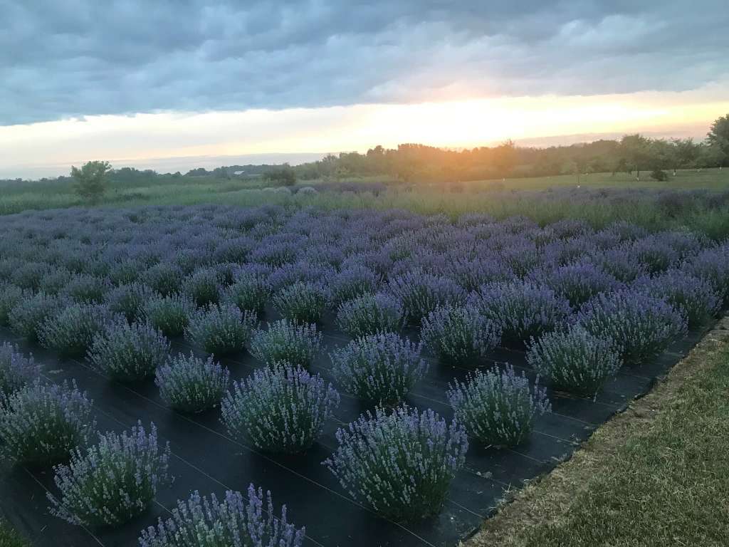Country Lavender & Orchard, LLC