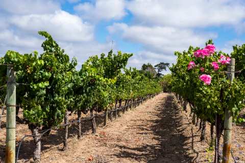 Saxenburg Wine Estate — photo 4