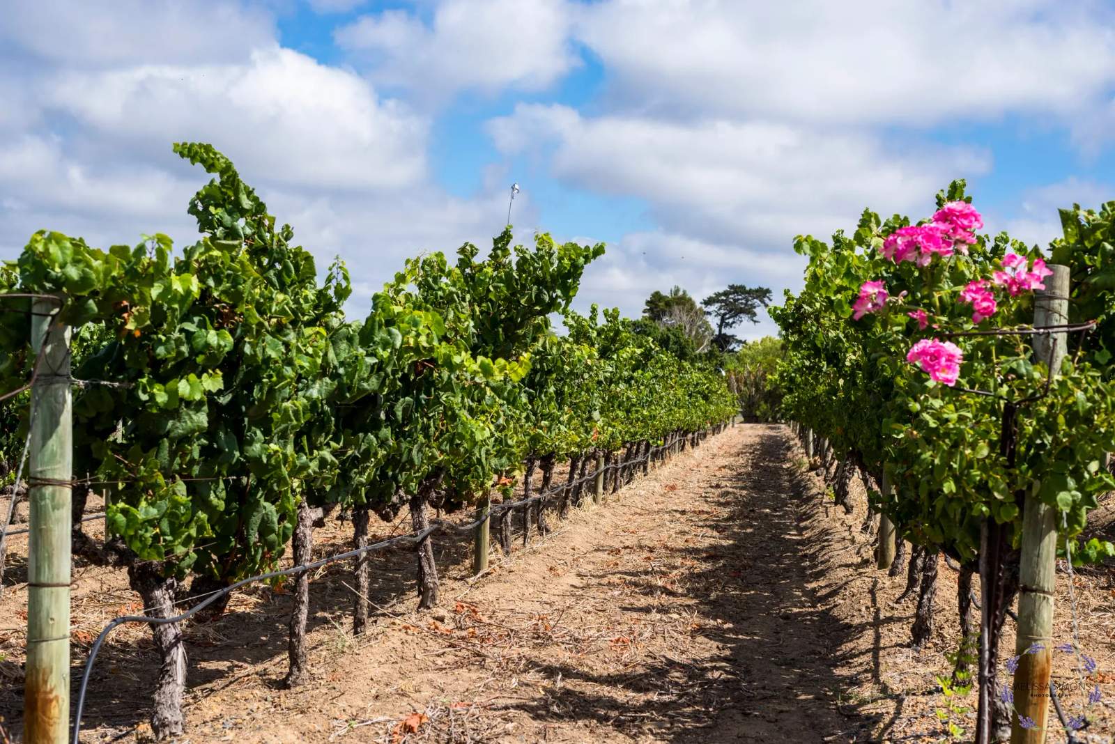 Saxenburg Wine Estate — photo 4