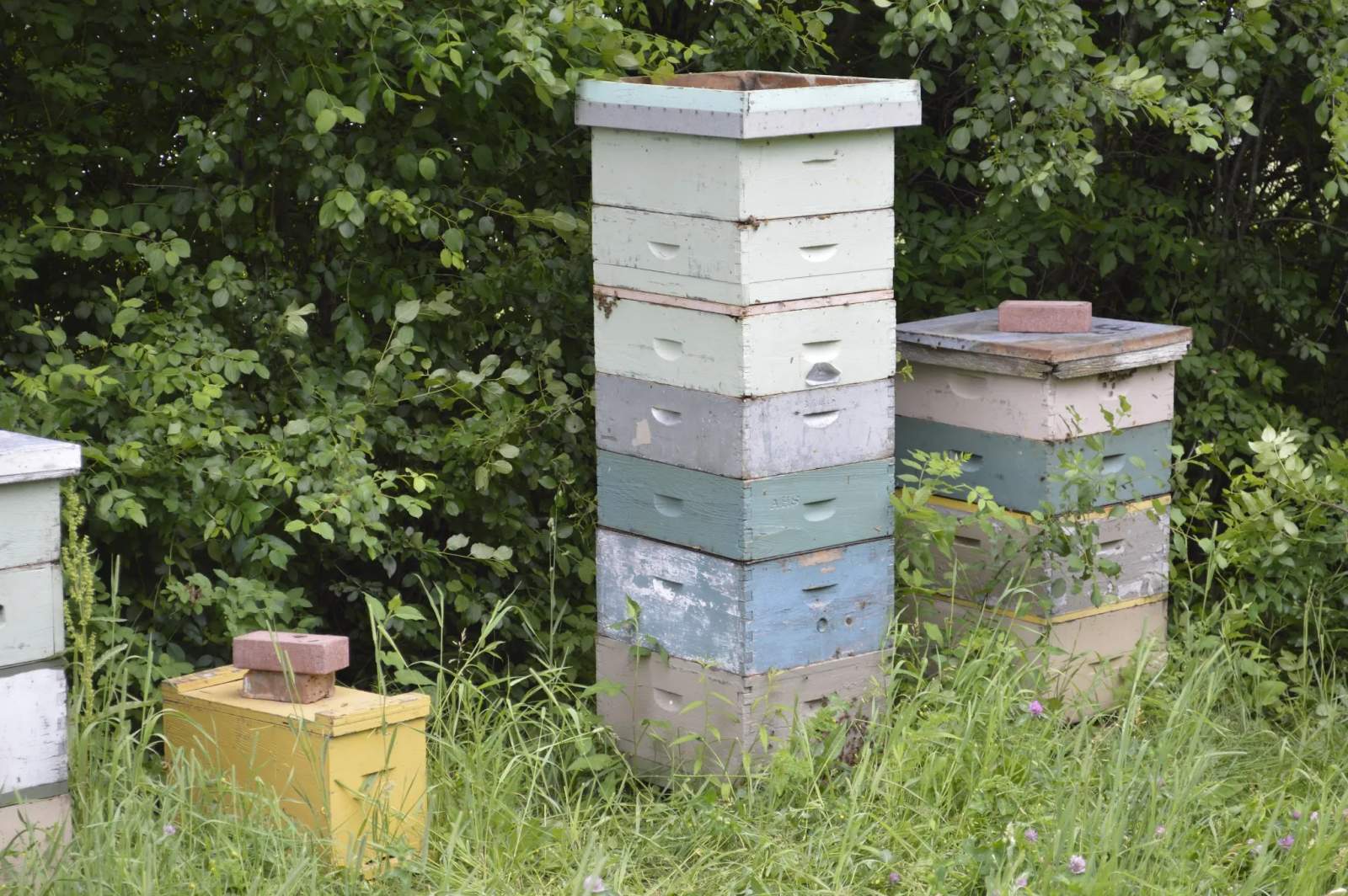 Viola's Honey — photo 2