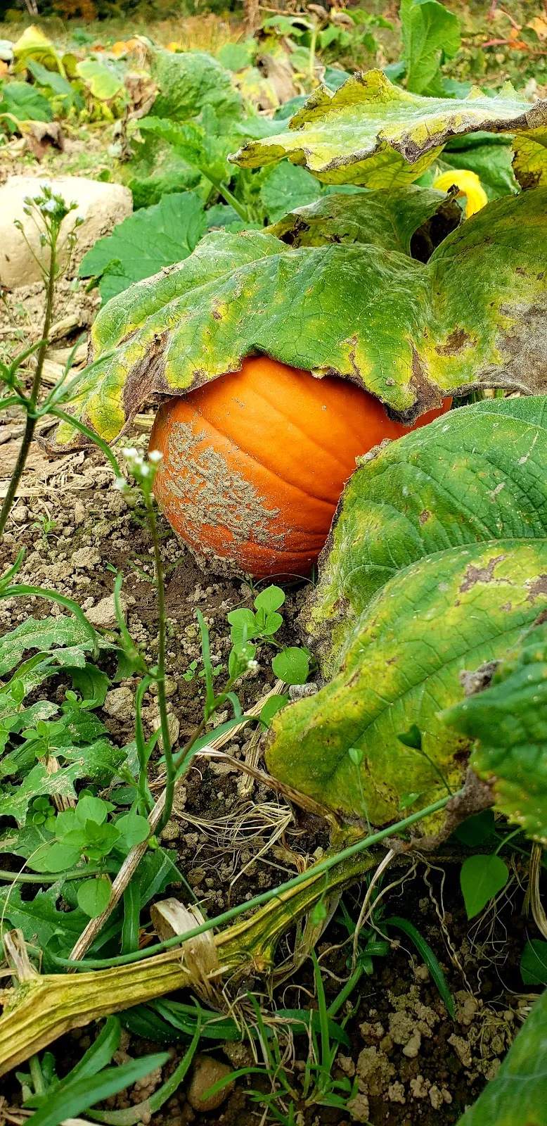 Logue Farms Farm Stand — photo 1