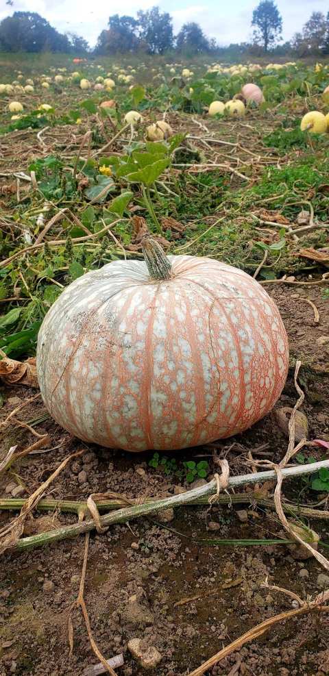 Logue Farms Farm Stand — photo 2