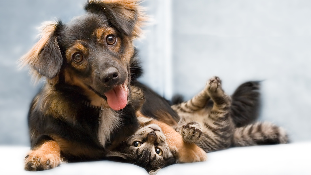 Best Friends Veterinary Center — photo 1