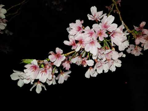 Twickenham Close Park — photo 3