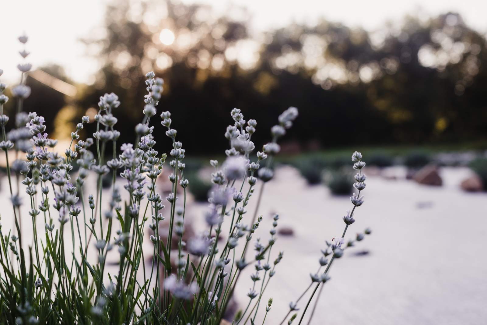 Schoemann's Fields of Paradise — photo 1