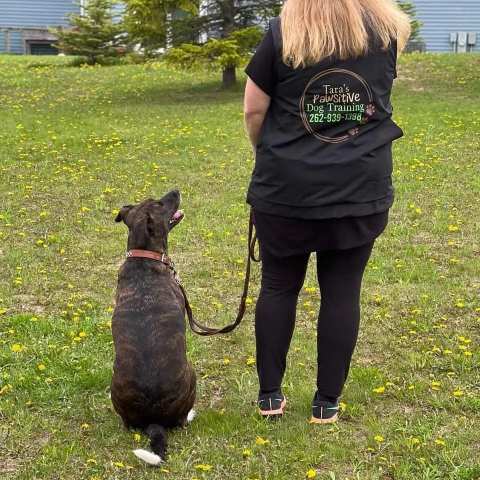 Tara's Pawsitive Dog Training, LLC — photo 3