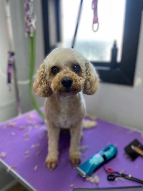 Barking Beauty Pet Grooming — photo 3