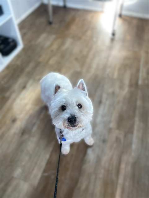 Barking Beauty Pet Grooming — photo 2