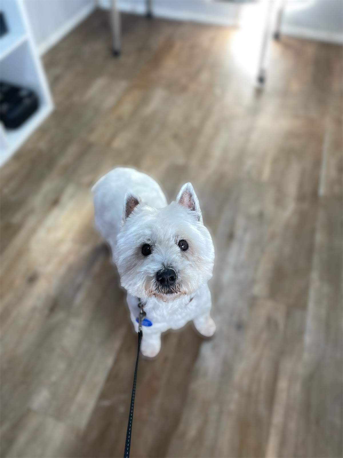 Barking Beauty Pet Grooming — photo 2