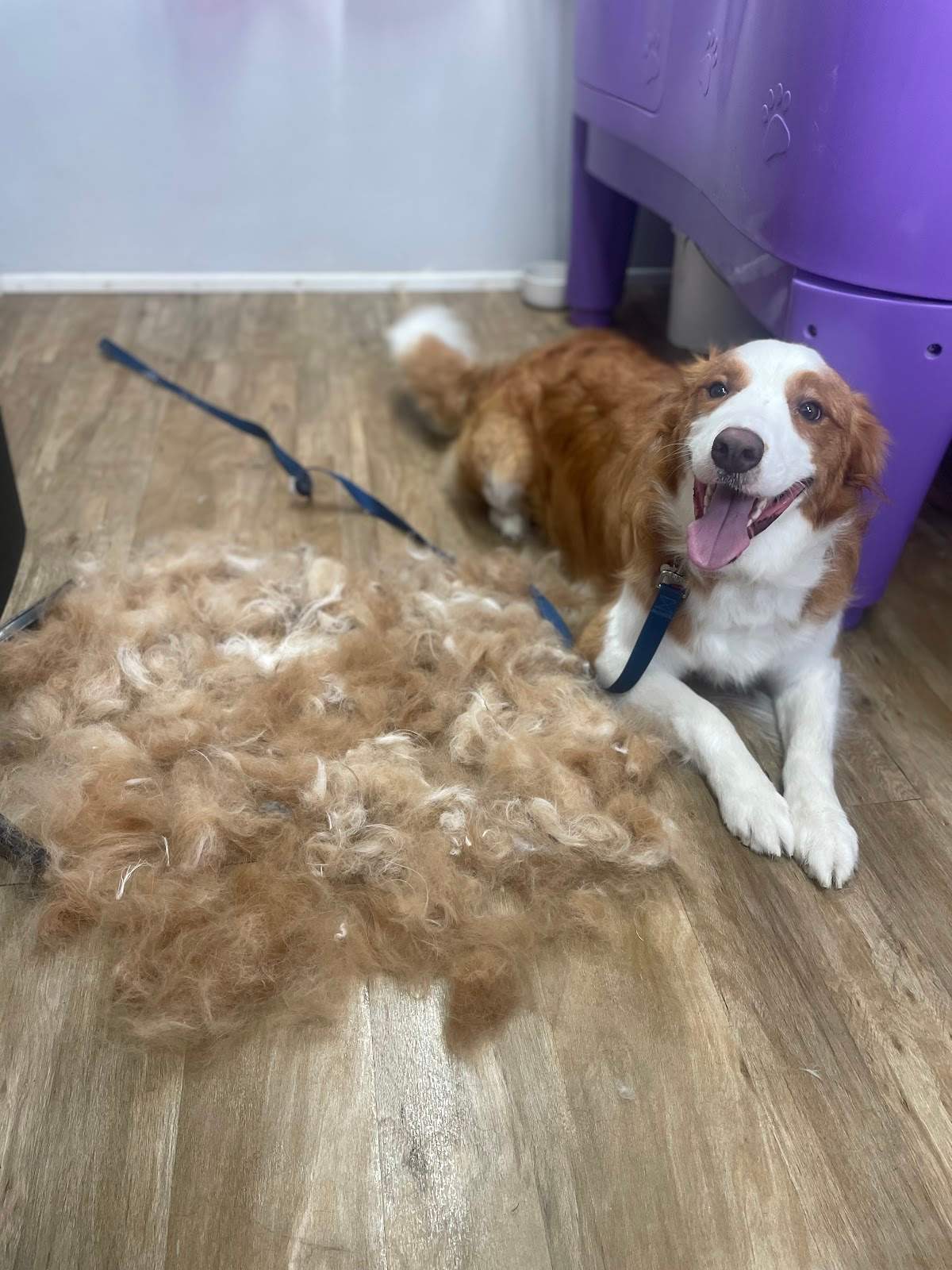 Barking Beauty Pet Grooming — photo 4