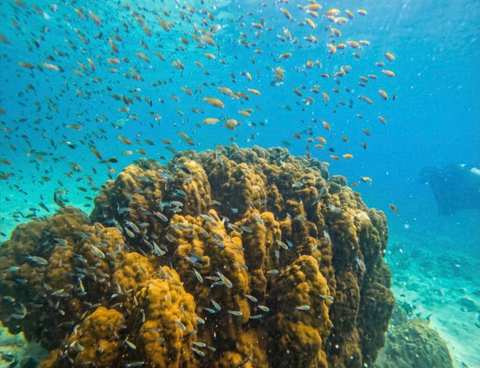 bb divers koh kood บีบี ไดเวอร์ส เกาะกูด — photo 3