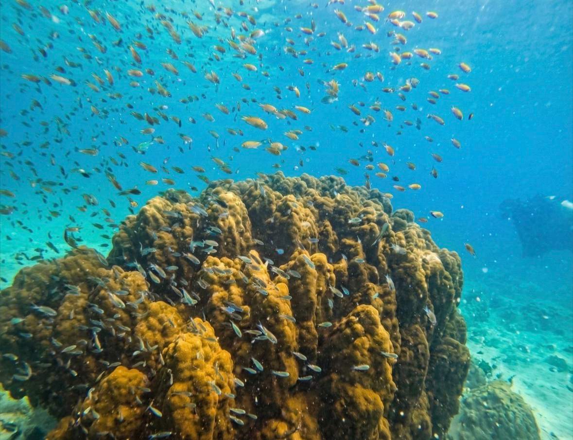 bb divers koh kood บีบี ไดเวอร์ส เกาะกูด — photo 3