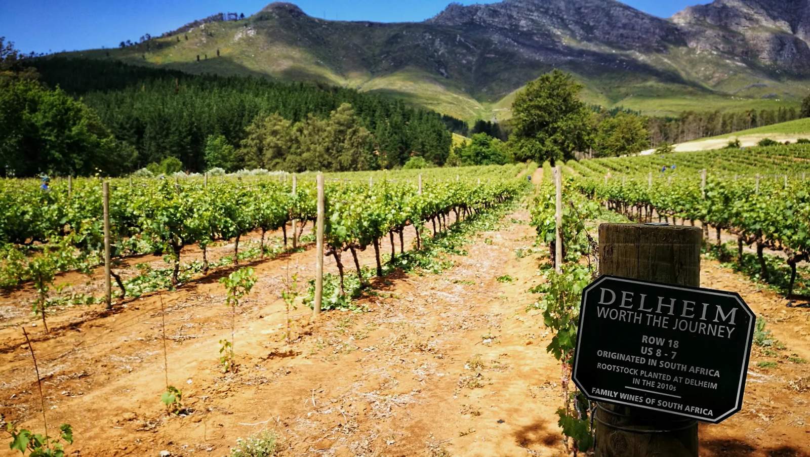 Delheim Wine Estate — photo 3