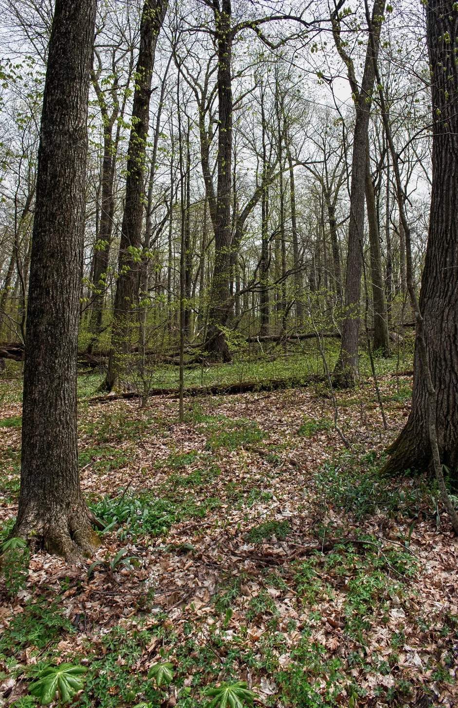 Kewaskum Maple-Oak Woods State Natural Area — photo 1