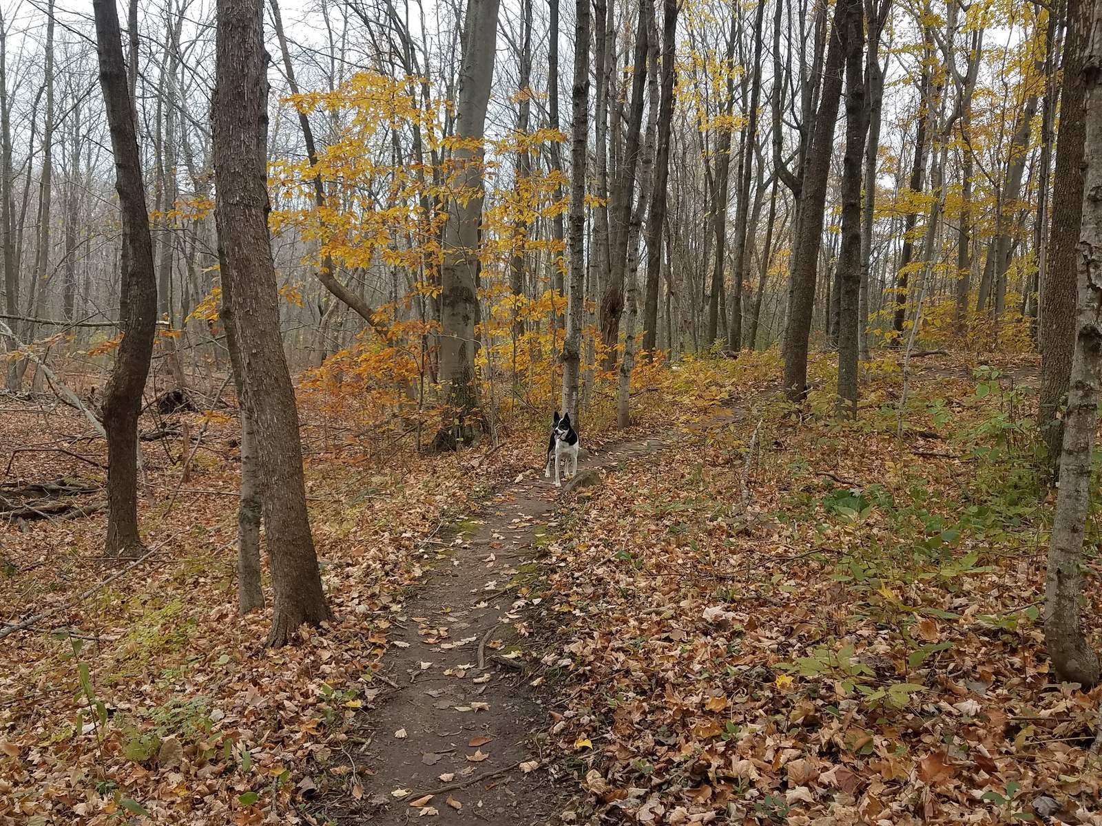 Pleasant Valley Nature Park — photo 1