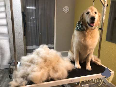 Paisley Pet Salon — photo 2
