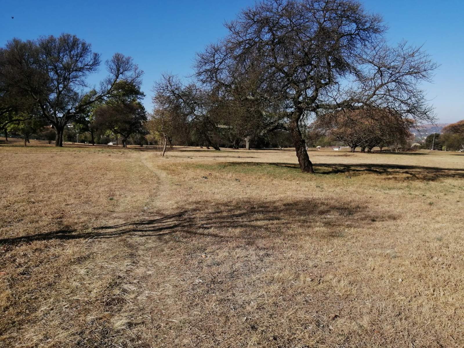 Bezuidenhout Park (2nd Ave) — photo 1