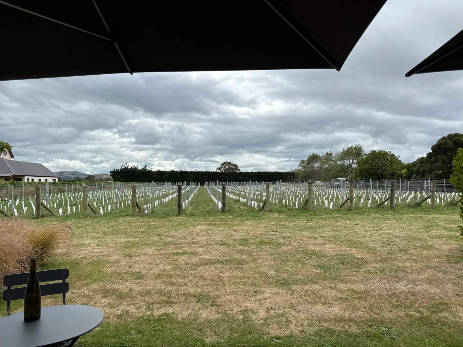 Grava Wines — photo 3