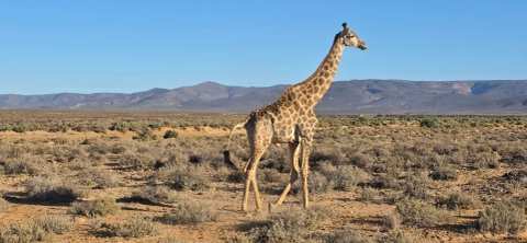 Wanderer Cape Town Tours & Travel - Private Cape Town Tours — photo 5