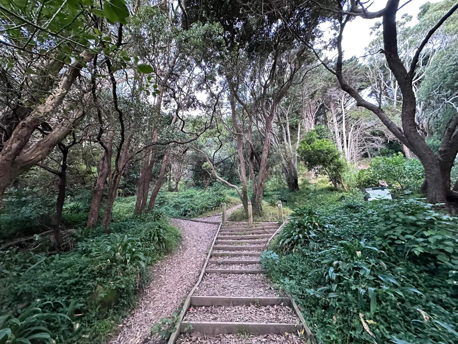Matairangi Nature Trail - Logs & Slide — photo 1