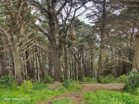 Matairangi Nature Trail - Logs & Slide — photo 2