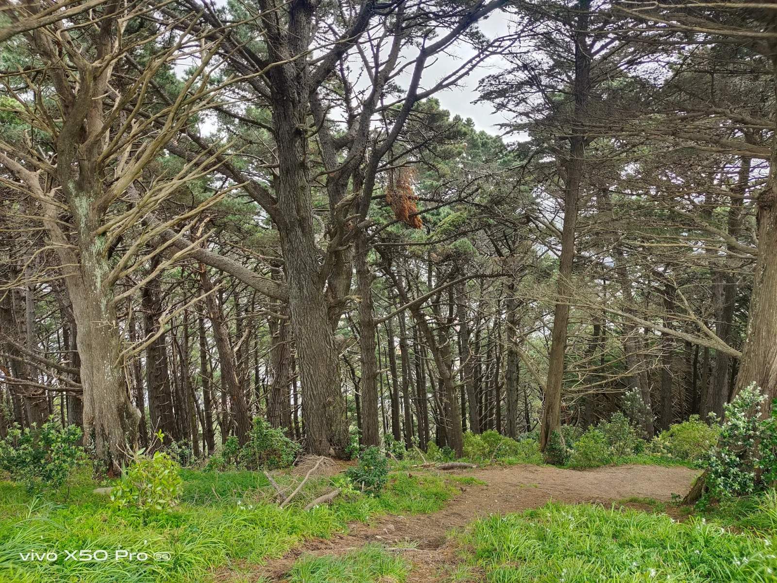 Matairangi Nature Trail - Logs & Slide — photo 2
